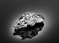H02-090 ORNAMENTO GUARDA LAMAS JAVALI CROMO